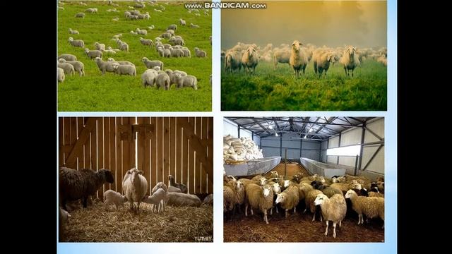 Видеоурок "Домашние животные". Кунстман С.В. смотреть онлайн