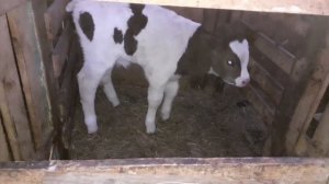 Теленок наглотался околоплодных вод. Аспирационная пневмония. Осложнения.