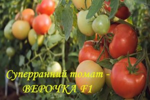 Суперранний томат - ВЕРОЧКА F1