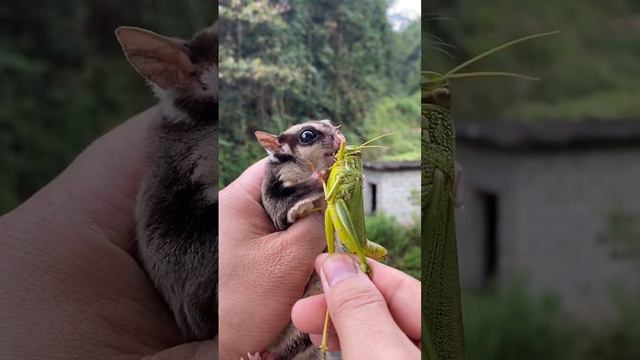 Xiaomi Flying Squirrel Pet Store .eating cute