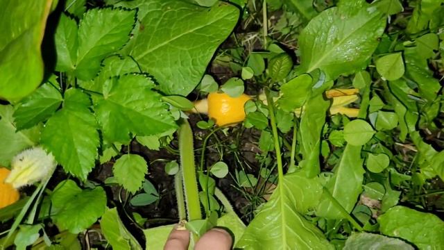 Вернулась, а тут всё вымерзло! смотреть онлайн