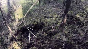 Fishing For Pike In A Forest Pond