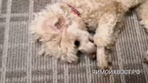 Трюк СТЫДНО. дрессировка собак.