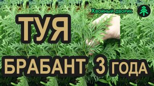 Сеянцы туи западной Брабант (3-х летка) в питомнике "Хвойный дворик" - сезон осень 2019