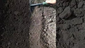 Выращивание махровой мальвы мальвы из семян. Без заморочек.