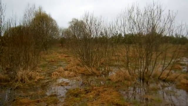 Курцхаар Райт, тетерев смотреть онлайн