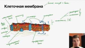 2.28. Клеточная мембрана и гликокаликс | Цитология к ЕГЭ | Георгий Мишуровский