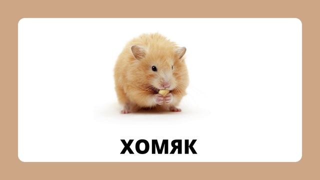 Домашние животные.mp4