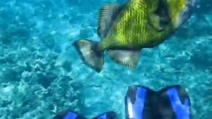 Balistoides viridescens Attacks,Titan triggerfish,Нападение спинорога,Attacks