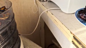 Сушим сливу в августе 2022г. ТРИ особенности вкусных слив.