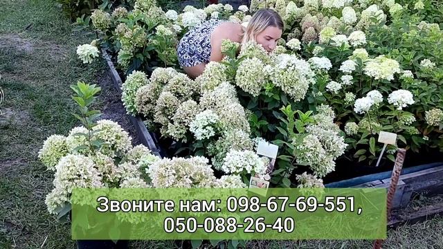 Обзор гортензия Пинклайт и гортензия Редлайт!