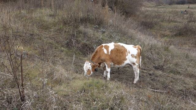 Продажа быков: Цены на мясо в этом году