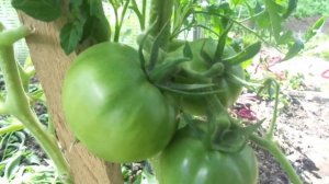 САМЫЕ ПЕРВЫЕ ТОМАТЫ! СОРТ ВЕЧНЫЙ ЗОВ. Ольга Чернова.