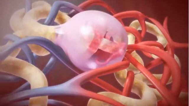 Функция мочевыделительной системы