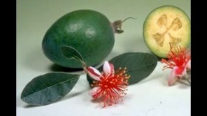 Фейхоа Селлова Feijoa sellowiana