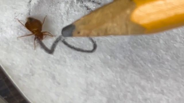 УСИЛИТЕЛЬ СРЕДСТВА ОТ КЛОПОВ — как он работает и как не должен [Эксперимент] смотреть онлайн