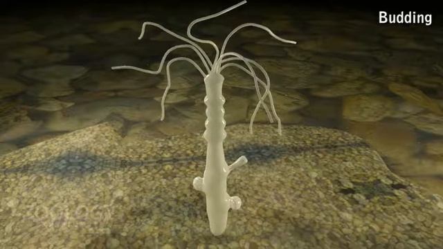 Hydra: reproduction - budding смотреть онлайн