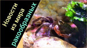 Новости из мира ракообразных