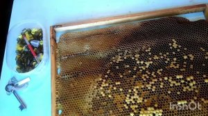 Что такое прививка личинок!