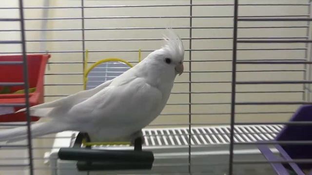 Белый корелла, защищает свой домик. смотреть онлайн