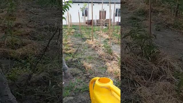 Мочевина для томатов.