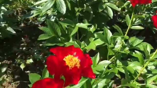 Макинак Гранд смотреть онлайн