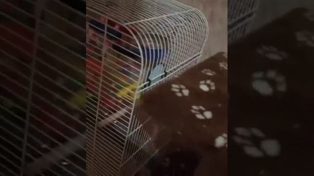 Умный попугай Корела Аркаша ИДИ ДОМОЙ Smart Parrot Corella