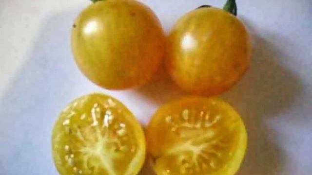 семена голландиЯ