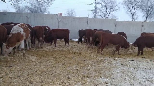 бычки сментал из горного Алтая смотреть онлайн