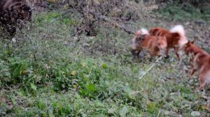 Карело-финские лайки и подсадной медведь