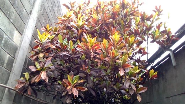 CROTON DA INDONÉSIA смотреть онлайн