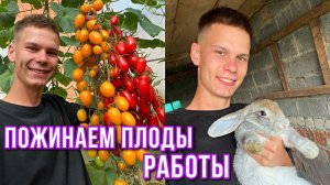 Урожайный год в Деревне / Строим новый Птичник /  Копаем картошку