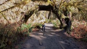 Дождевой лес  | Hoh Rain Forest