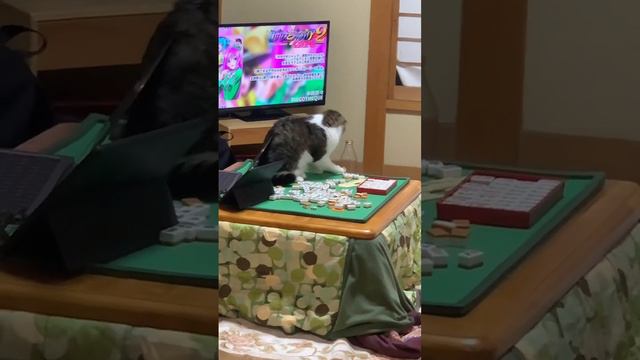 猫と麻雀牌