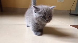 ✅🥰 When the grey munchkin cat walks how cute !!! | Meow Kittens