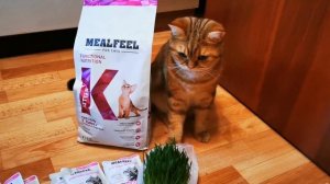 Что ест наш кот. Чем кормить кота? Что едят британские коты. Британская шиншилла. Мраморный окрас