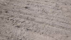 Подготовка почвы под посадку клубники.