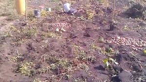 сорт картофеля Каменский 2015 г