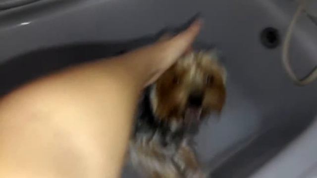 EeOneGuy купил сабаку!!!😀😀😀 смотреть онлайн