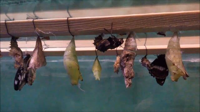 Краснодар, Россия. Рождение бабочки Hypolimnas bolina, в простонародии "Лунная" смотреть онлайн