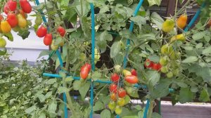 Томат "Сладкая девочка" - сладкий и устойчивый к холоду/"Рябиновые бусы" заболели