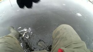 Спортивная ловля окуня на блесну. Спортивная блесна. Как ловить окуня.