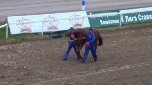 Московский ипподром. Скачки. 21.05.16. Скачка 5(14). ГРАН-ПРИ РАДИО МОНТЕ-КАРЛО