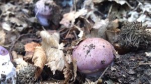 kék pókhálósgomba, cortinarius coerulescens