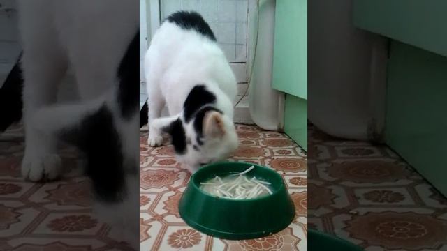 Котэ ест суп смотреть онлайн
