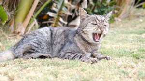 Почему нельзя выкидывать кошачий ус - тайная магия мощной ауры