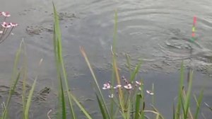 Лягушка и поплавок