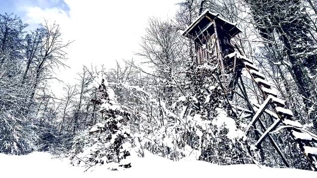 Медведь 