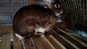 Супер клетки для кроликов/Для уличного содержания??