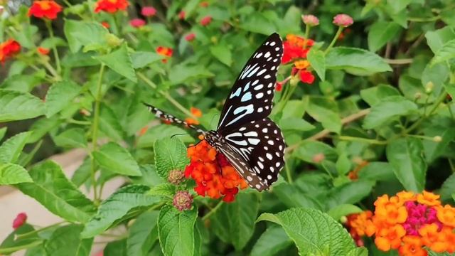 Звуки природы, пение птиц, 30 секунд релаксации.. #природа #пениептиц #релакс #медитации